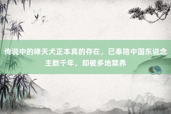 传说中的哮天犬正本真的存在，已奉陪中国东说念主数千年，却被多地禁养