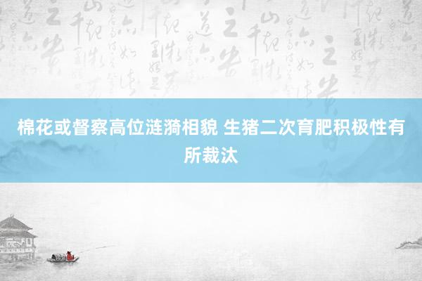 棉花或督察高位涟漪相貌 生猪二次育肥积极性有所裁汰